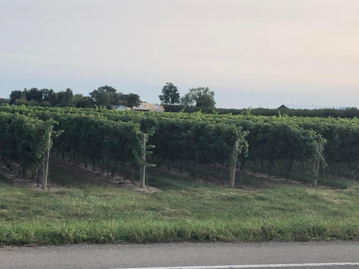 Villa In The Vines Niagara-on-the-Lake Eksteriør bilde